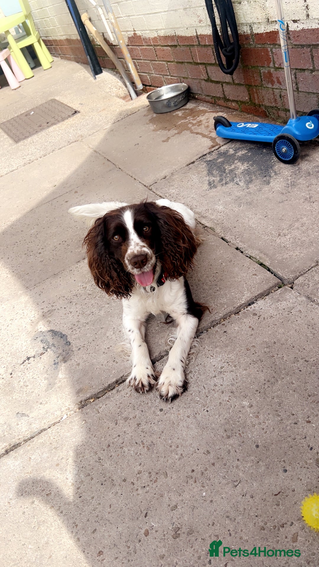 English Springer Spaniel dogs for stud: Dog for stud  - Image 1