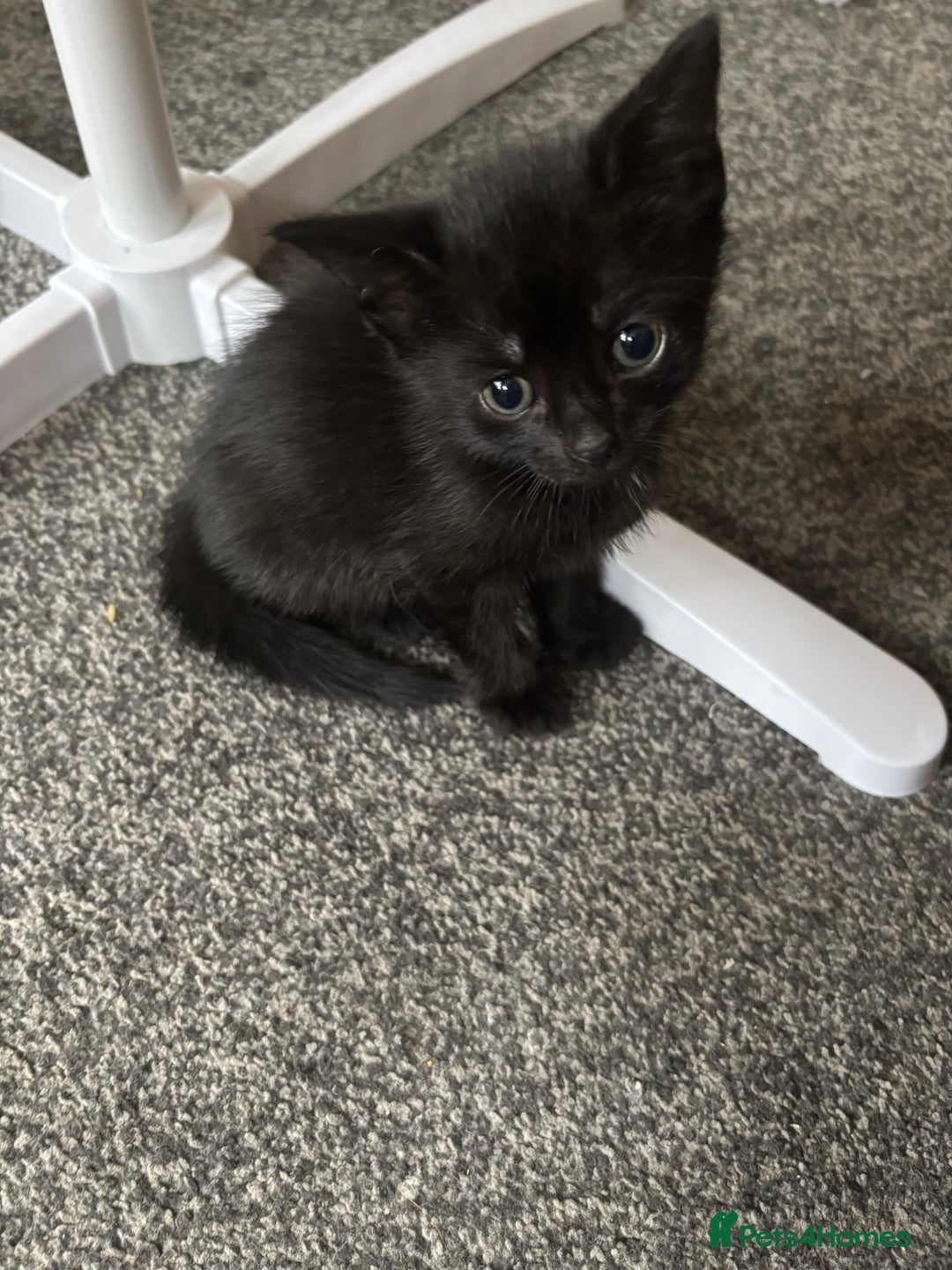 Mixed Breed cats for sale: 3 beautiful boy - Image 6