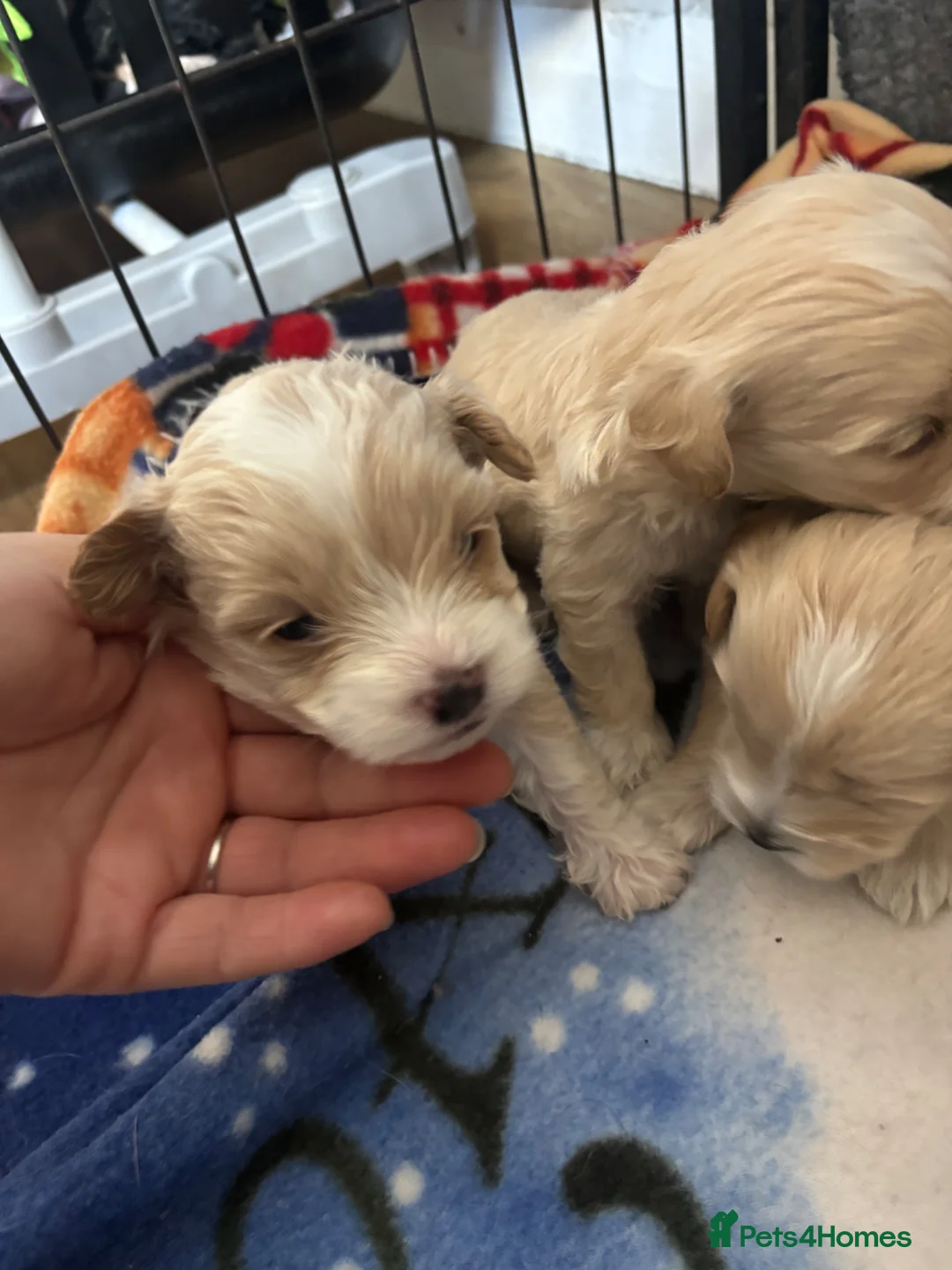 Maltipoo dogs for sale: Maltipoo puppies - Advert 1