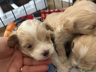 Maltipoo dogs Maltipoo puppies - Advert 1