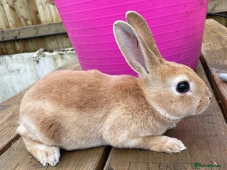 Rex rabbits 💖 8 week old mini Rex 💙 - Advert 6