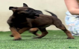 Belgian Shepherd Dog dogs for sale: Belgian malnois x Dutch sheppard puppies - Image 7