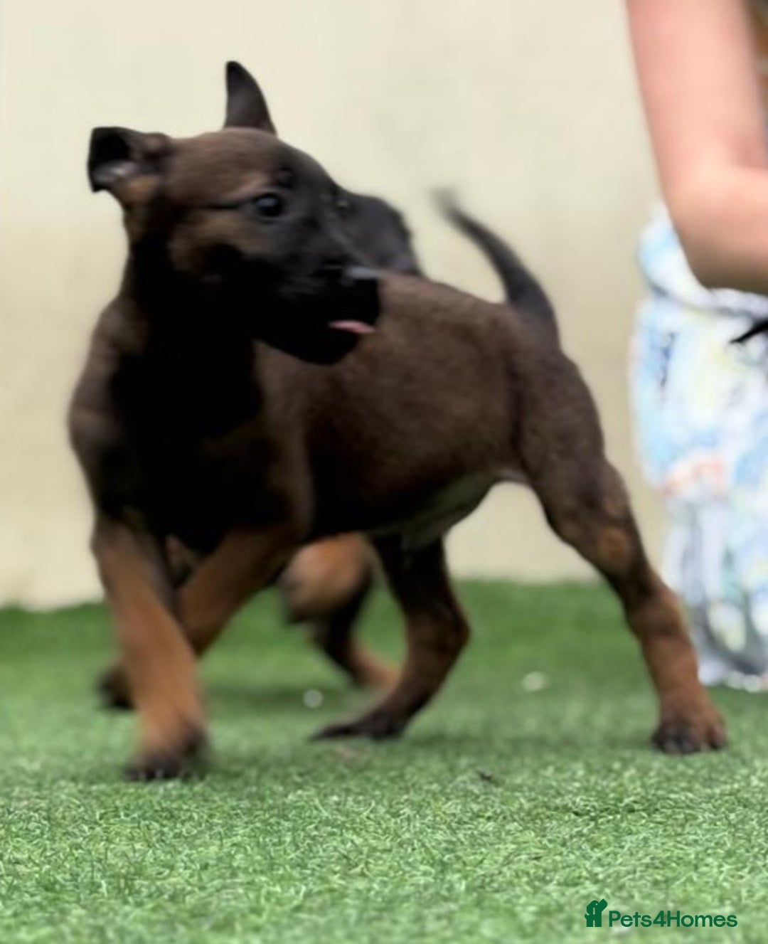 Belgian Shepherd Dog dogs for sale: Belgian malnois x Dutch sheppard puppies - Image 7