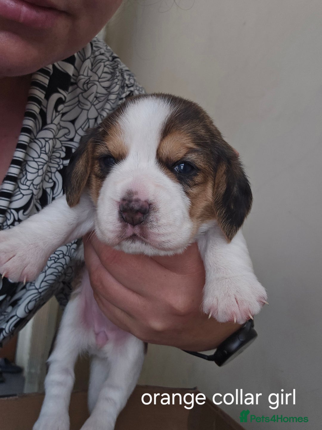 Beagle dogs for sale: 2 beagle puppies left, ready now ❤️ in Warrington - Image 17