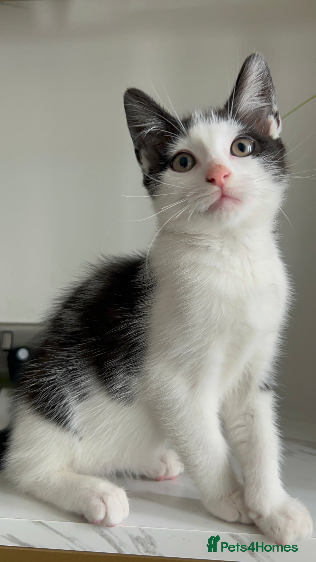 British Shorthair cats for sale: 3: beautiful kitten looking for new home in Slough - Image 9