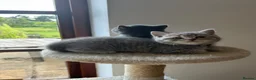 British Shorthair cats for sale: 5 British Shorthair Kittens  - Advert 2
