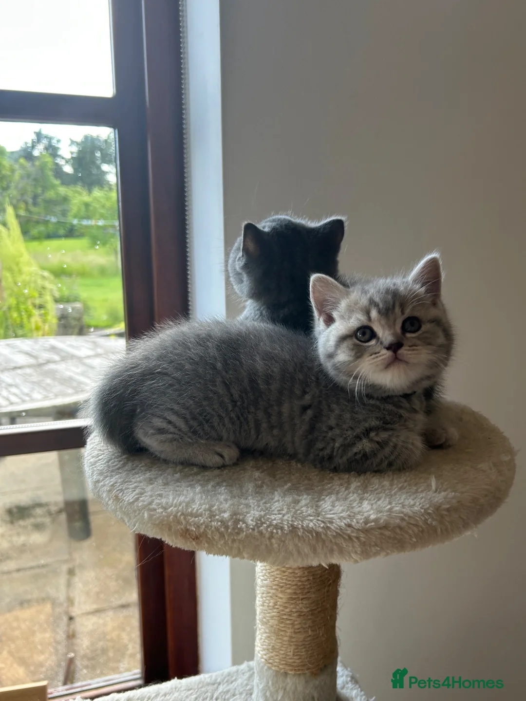 British Shorthair cats for sale: 5 British Shorthair Kittens  - Advert 2