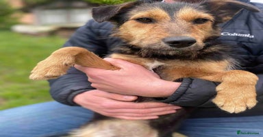 Mixed Breed dogs - Advert 10