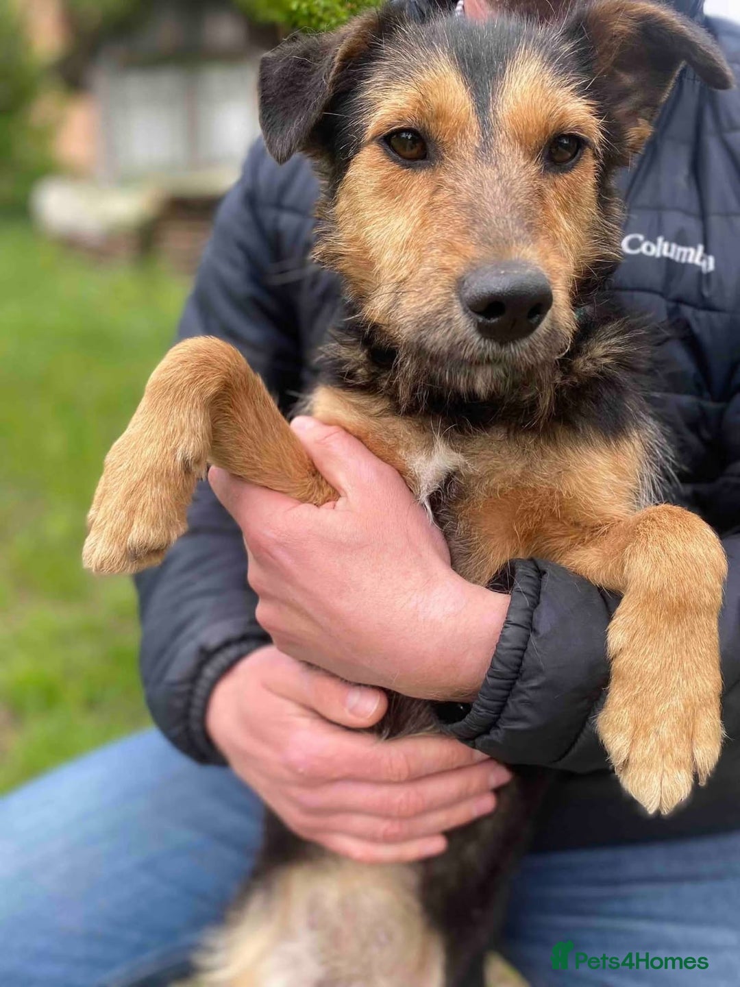 Mixed Breed dogs for adoption: 💖🐶 DAISY 🐶💖 - Image 3