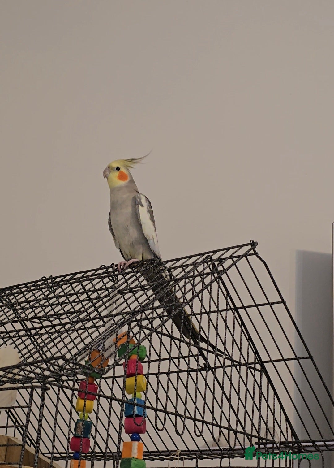 Cockatiels birds Adorable 7-Month-Old Talking Bird  - Advert 13