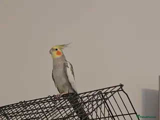 Cockatiels birds Adorable 7-Month-Old Talking Bird - Advert 13