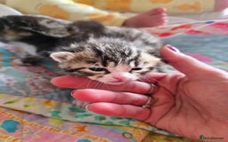 Mixed Breed cats for sale: Kittens boys mixed breed fluffy  - Image 16