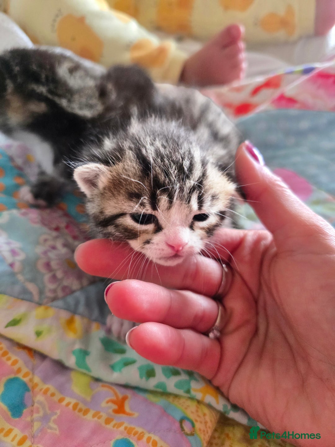 Mixed Breed cats for sale: Kittens boys mixed breed fluffy  - Image 16