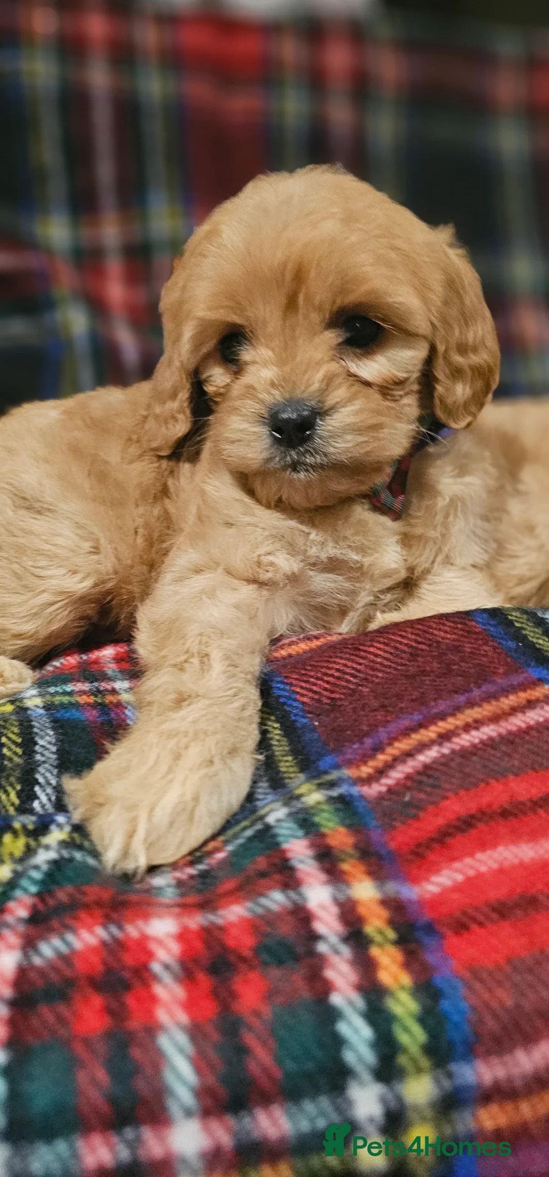 Cavapoochon dogs for sale: They are ready to leave now  - Advert 6