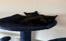 British Longhair cats for sale: 1 x British Long Hair & 2 x British Short Hair - Image 7