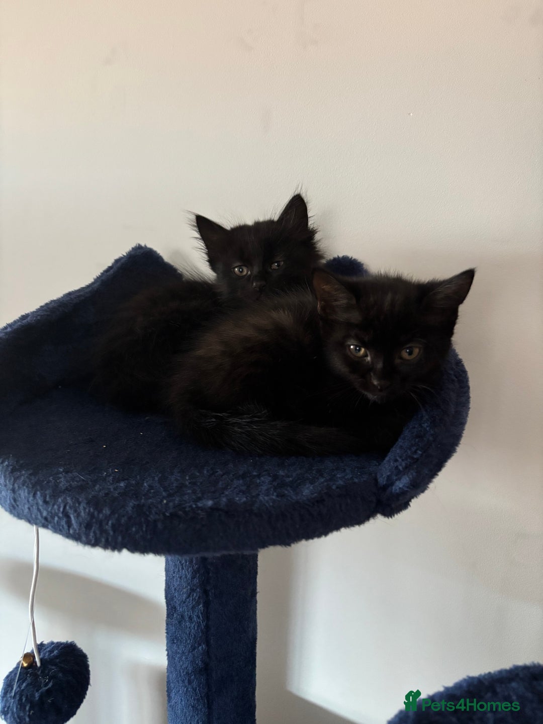 British Longhair cats for sale: 1 x British Long Hair & 2 x British Short Hair - Image 7