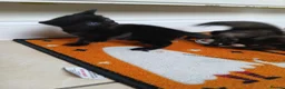 Mixed Breed cats for sale: 6.5 week old adorable kittens in Llangefni - Advert 7