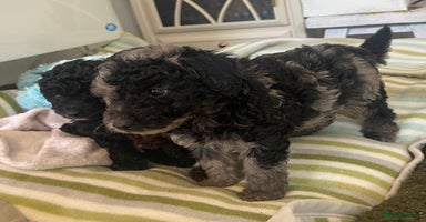 Miniature Poodle dogs - Advert 4