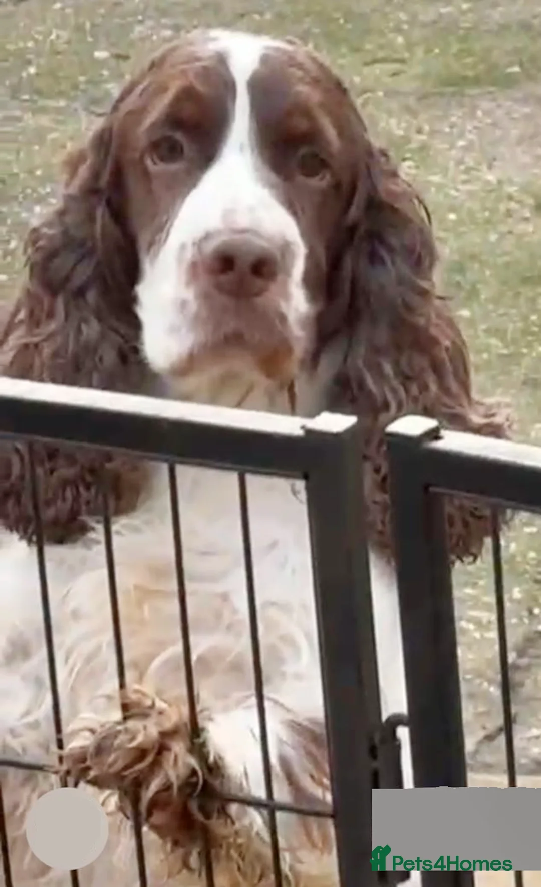 Cocker Spaniel dogs for sale: 5Yr Cocker Spanial for sale - Advert 1