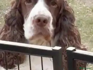 Cocker Spaniel dogs 5Yr Cocker Spanial for sale - Advert 1