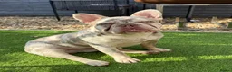 French Bulldog dogs for sale: Lovely 8month old French Bulldog - Advert 6