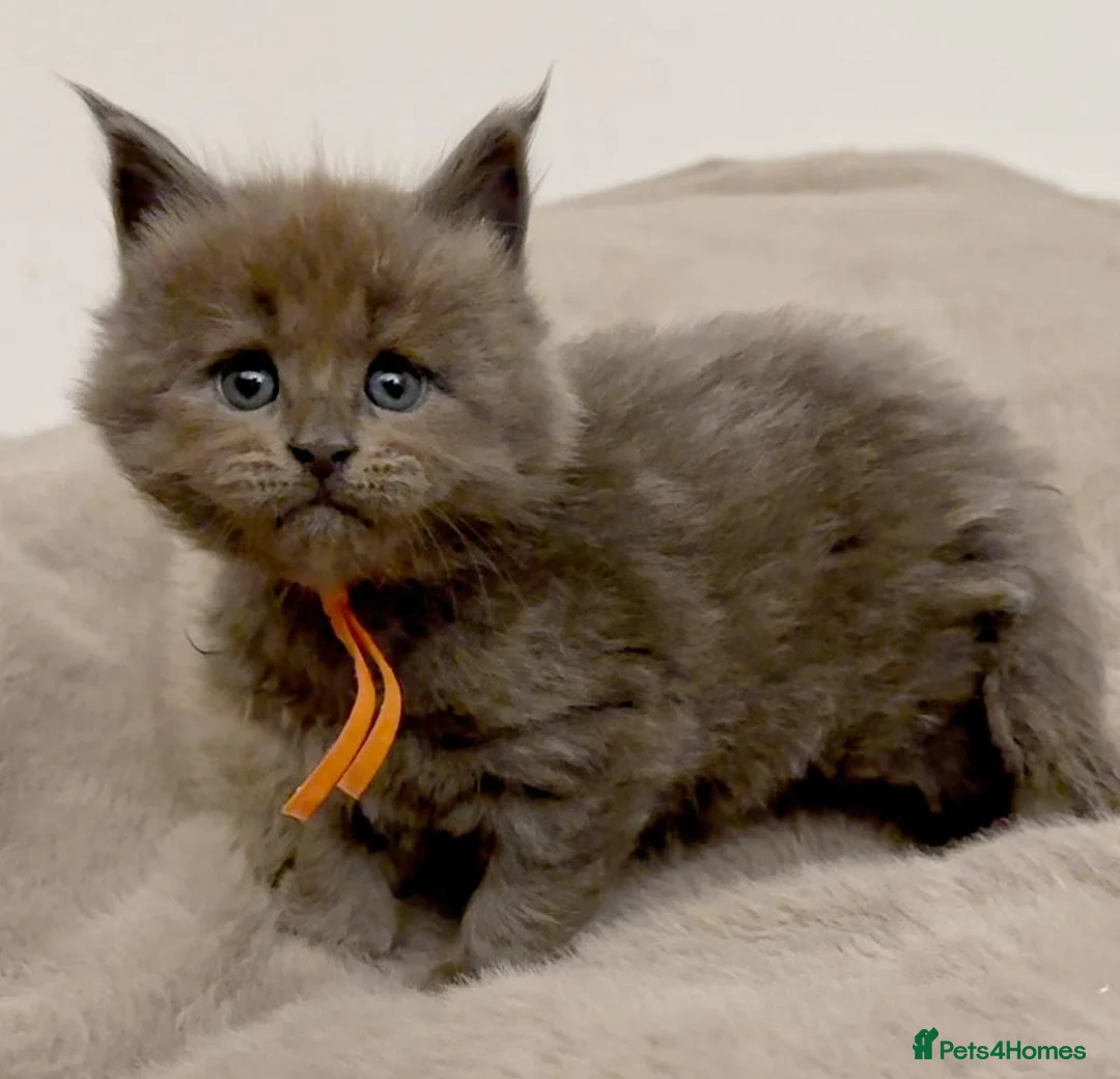 Maine Coon cats for sale: Pedigree GCCF registered Maine Coon kittens  - Advert 6