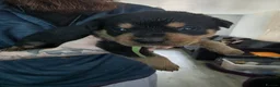 Rottweiler dogs for sale: Rottweiler puppies  in Saint Helens - Advert 12