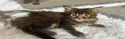 Maine Coon cats for sale: TICA Pedigree Champion Line Maine Coon babies  - Advert 7