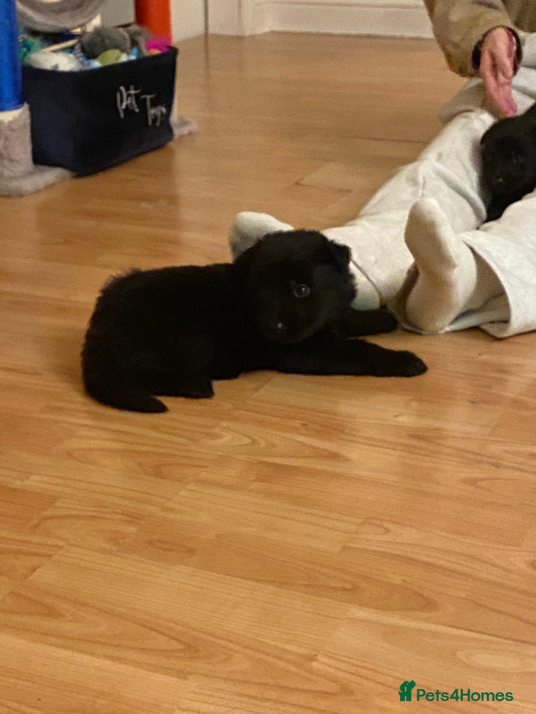 German Shepherd dogs for sale: 8 German shepherd puppies - Image 2