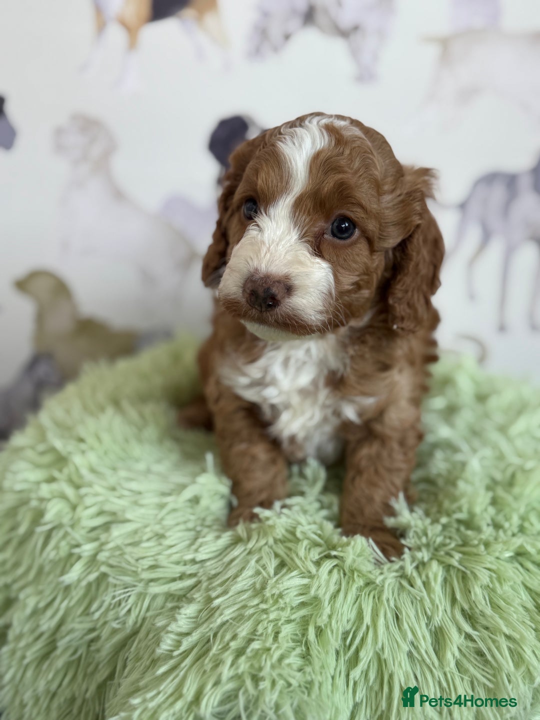 Cockapoo dogs for sale: F1 Cockapoo’s **fully health tested parents** - Image 4