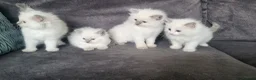 Ragdoll cats for sale: Adorable playful kittens for sale - Advert 6
