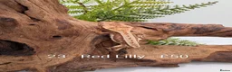 Gecko reptiles for sale: Beautiful Mix of Crested Geckos - Advert 23