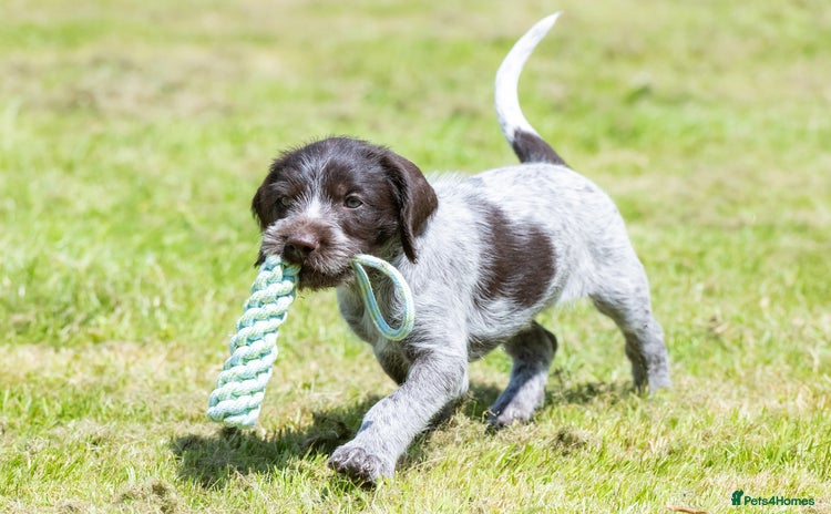 German Wirehaired Pointer dogs for sale - Advert 1