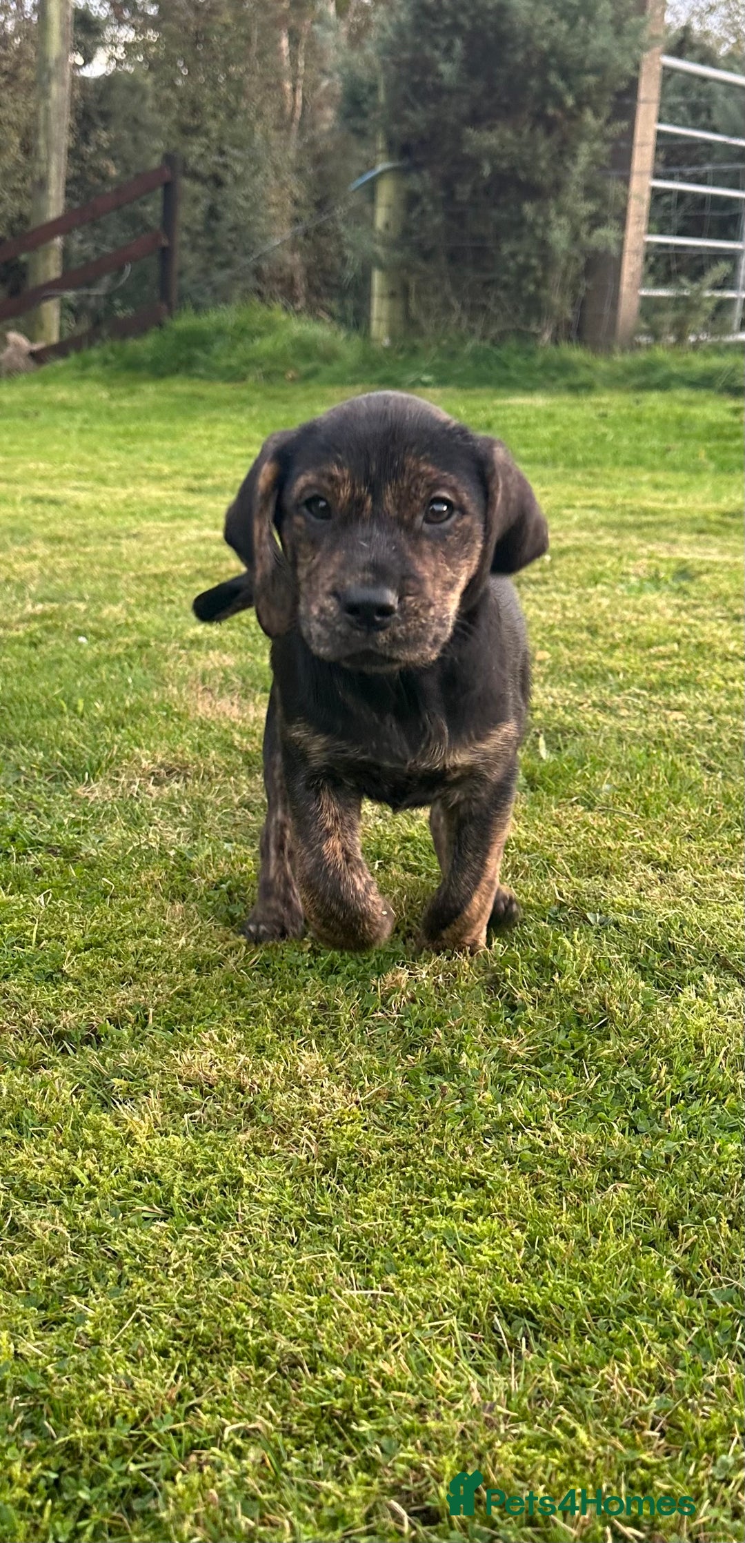 Mixed Breed dogs for sale: 3 beautiful pups ready for their forever homes  - Image 7