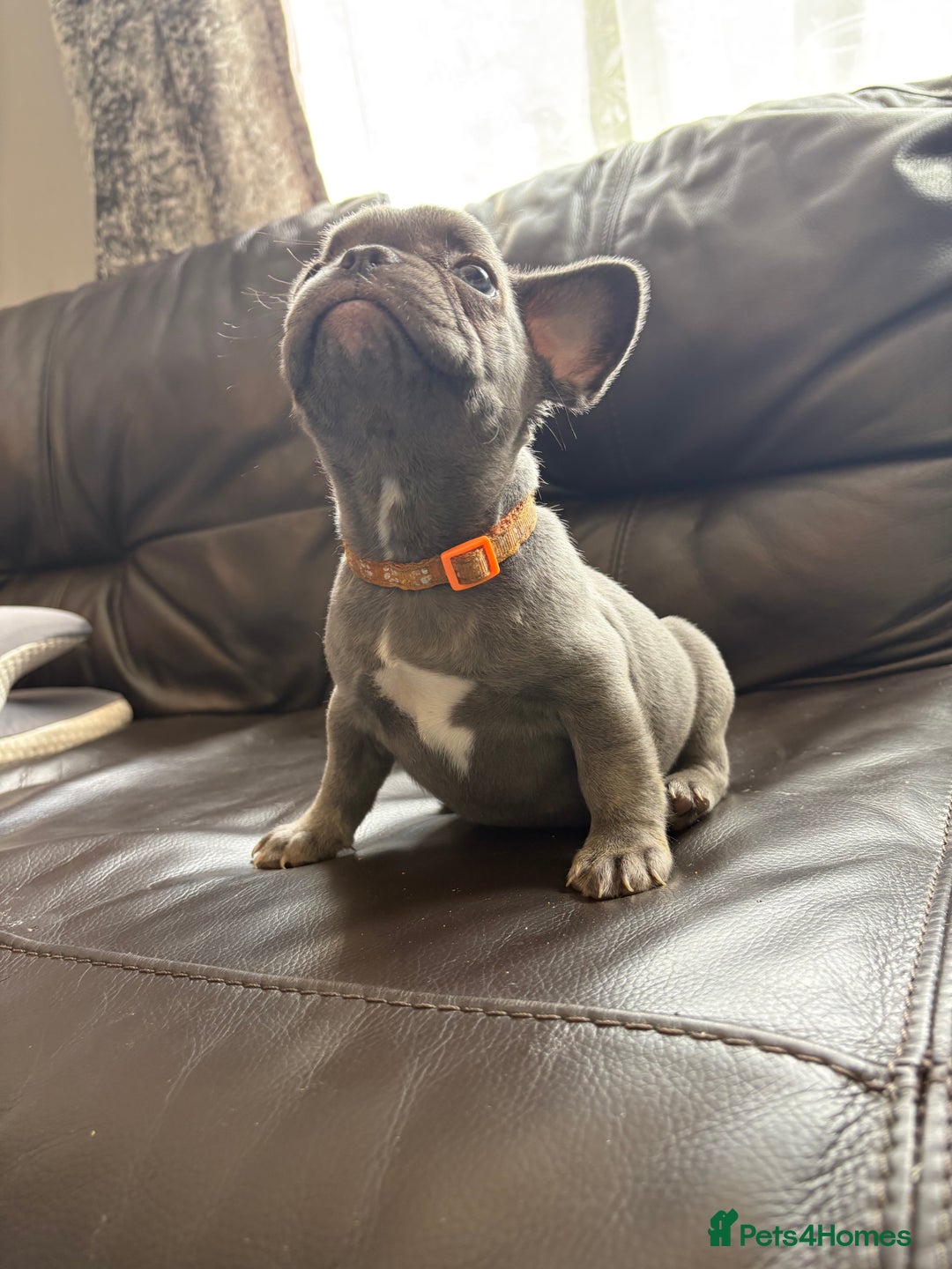 French Bulldog dogs for sale: French bulldog females puppies - Image 2