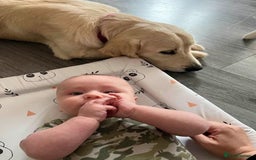 Golden Retriever dogs for sale: Gorgeous adult golden retriever  - Image 2
