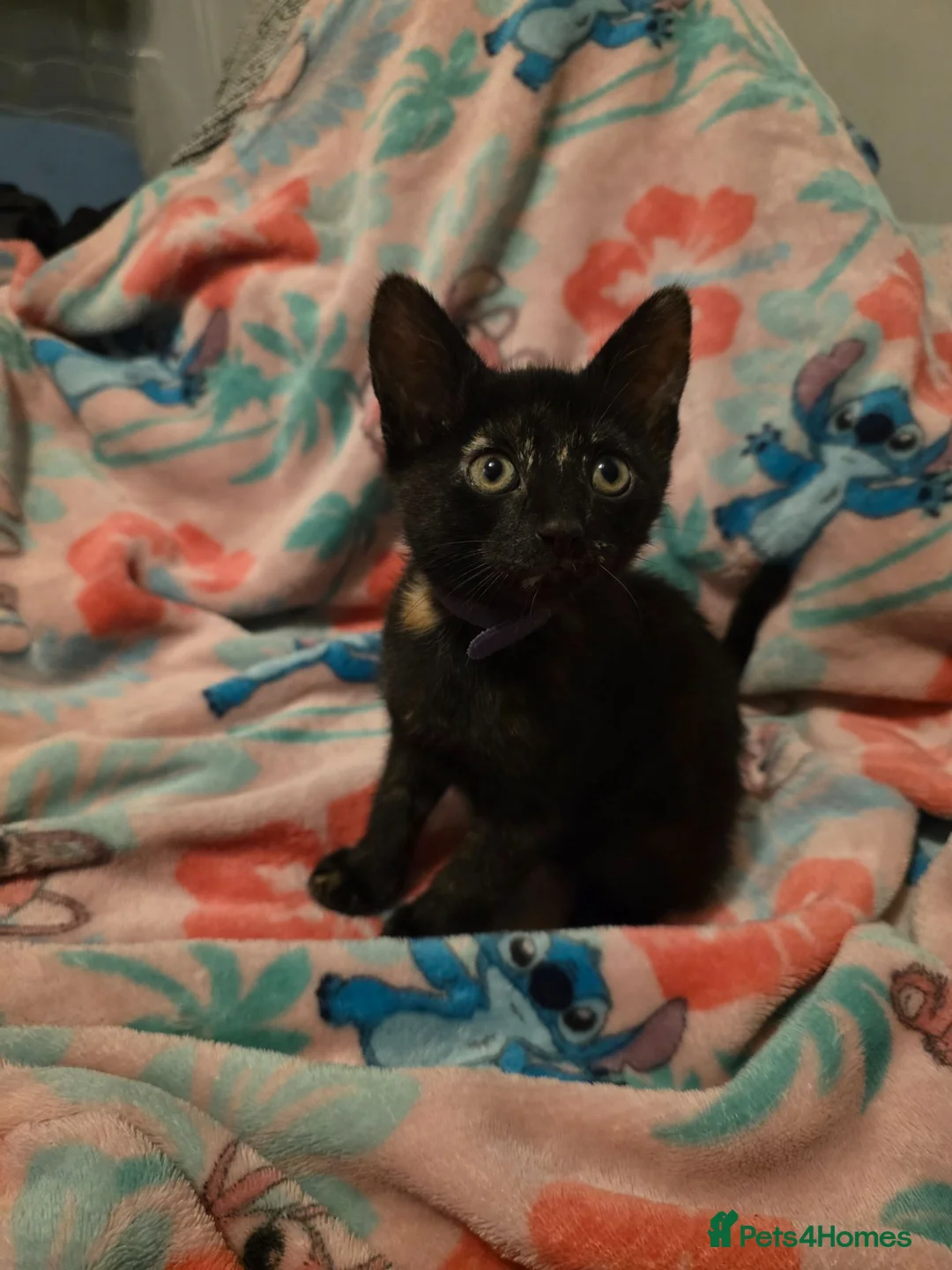 Mixed Breed cats for sale: 7 beautiful kittens - Advert 39