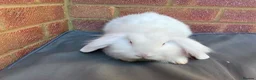 Mixed Breed rabbits for sale: Mixed breed Lionhead Lops  in Southampton - Advert 3