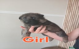 German Shepherd dogs for sale: 💥 chunky German Shepherd's 💥 - Image 11