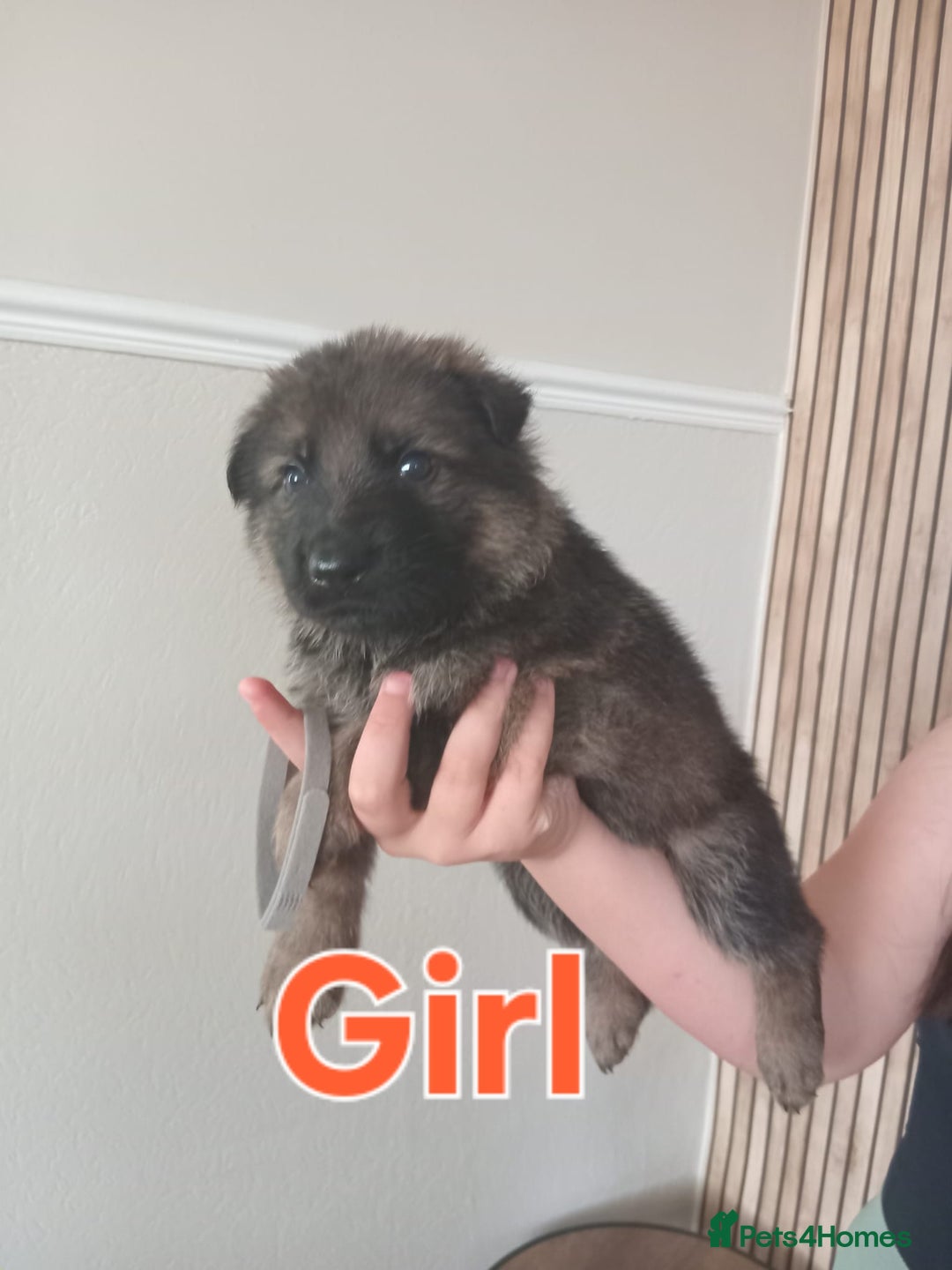 German Shepherd dogs for sale: 💥 chunky German Shepherd's 💥 - Image 11