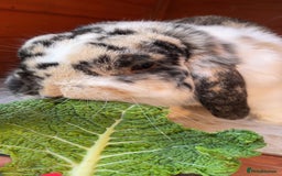 Dwarf Lop rabbits for sale: Beautiful male dwarf lop  - Image 7