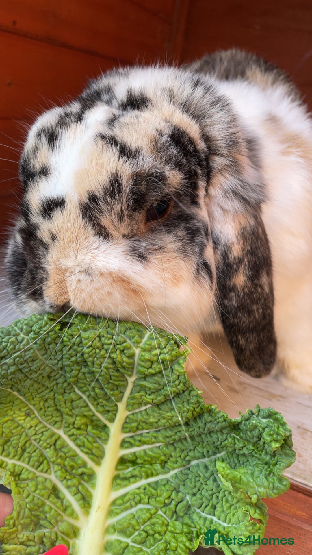 Dwarf Lop rabbits for sale: Beautiful male dwarf lop  - Image 7