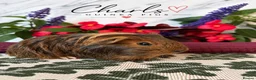 Guinea Pig rodents for sale: LOTS OF BABY Guinea Pigs for sale  - Advert 25