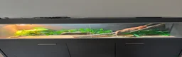 Dragon reptiles for sale: Bearded dragon  in Sunbury-on-Thames - Advert 4