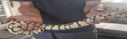 Python Snake reptiles for sale: Young Royal Pythons in Sheffield - Advert 13