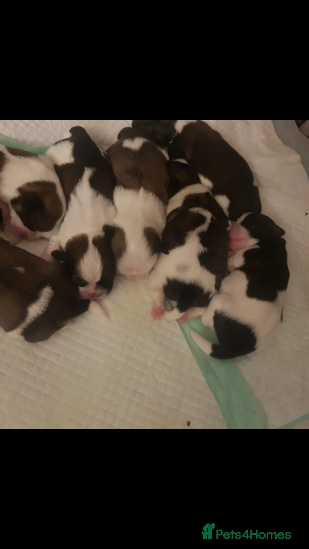 Shih Tzu dogs for stud: Stud dog in Bridgend - Advert 6