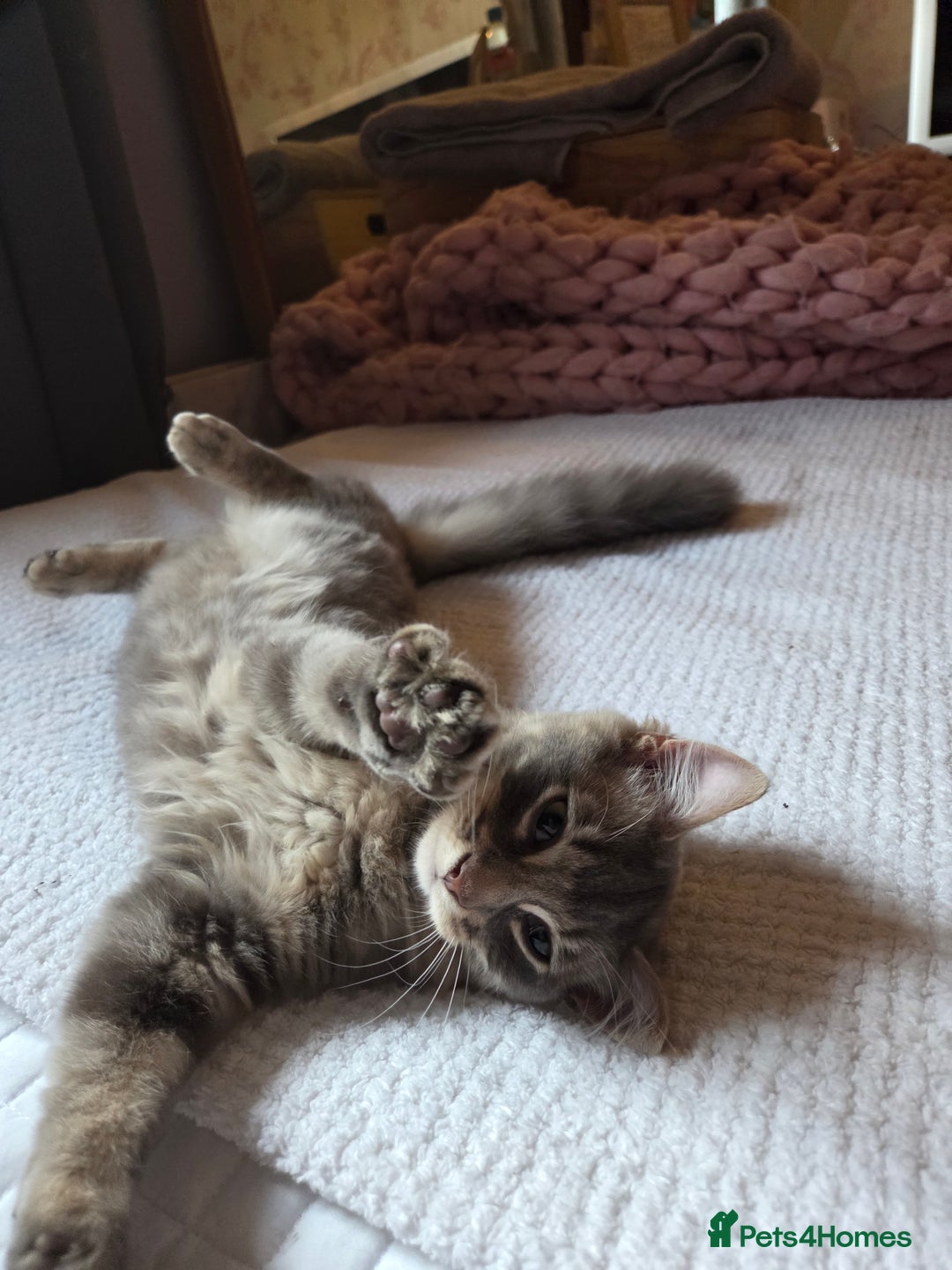 British Shorthair cats for sale: Beautiful grey fluffy boy  - Image 5