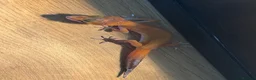 Leopard Gecko reptiles for sale: Baby geckos  - Advert 6