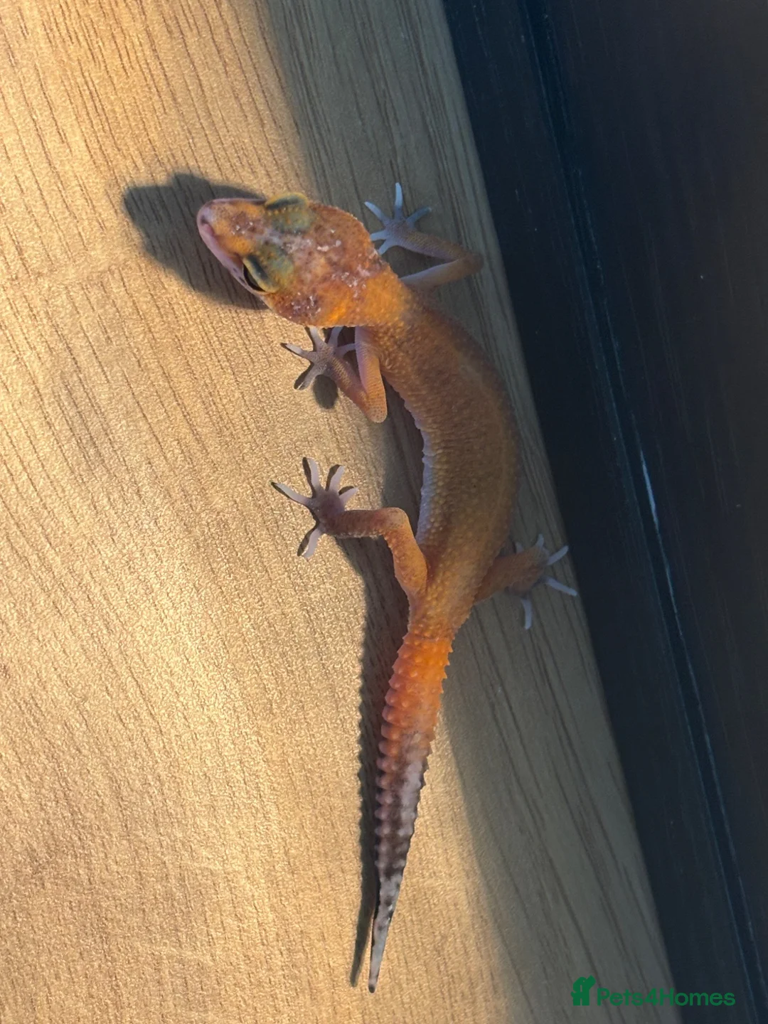 Leopard Gecko reptiles for sale: Baby geckos  - Advert 6