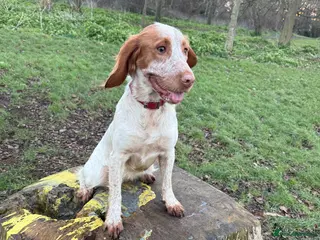 Cocker Spaniel dogs Working cocker spaniel for rehoming - Advert 3